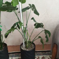 گیاه برگ انجیری با گلدان