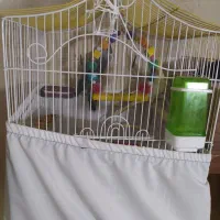 یک جفت عروس هلندی بازی گوش تخم گذار .|پرنده|اسلامشهر, زرافشان|دیوار