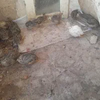 بلدرچین|حیوانات مزرعه|فلاورجان, |دیوار