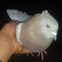 کفتر معاوضه با کفتر ماده