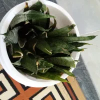 گل وگیاه|گل و گیاه طبیعی|شیراز, تندگویان|دیوار