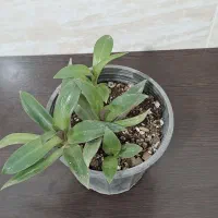 گل و گیاه|گل و گیاه طبیعی|بهبهان, |دیوار