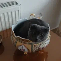 گربه اسکاتیش اصیل