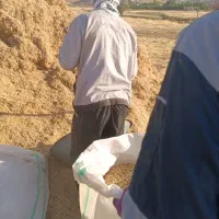 خوراک دام