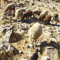 میش داشتی|حیوانات مزرعه|بیلوار, |دیوار