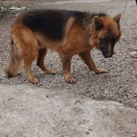 سگ ژرمن شپرد نر|سگ|رشت, کوی امام رضا|دیوار