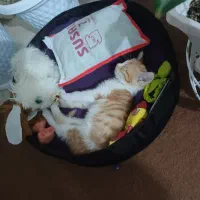 فروشی|گربه|مراغه, |دیوار