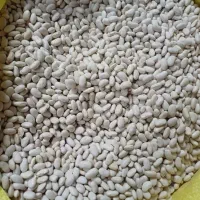 باسلام حبوبات قیمت مناسب|خوردنی و آشامیدنی|اسلامشهر, شهرک لاله|دیوار