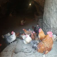 20 تا مرغ 2 تا خروس