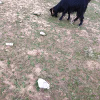 بز بختیاری(طلا۱۸عیار)