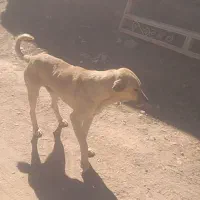 سگ  زرنگ|سگ|تخت سلیمان, |دیوار