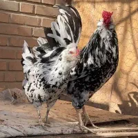 تخم مرغ نطفه دار گلین