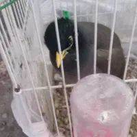 مینا دستی سخنگو