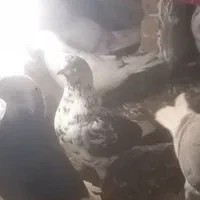 کفتر قاره سیاه نر