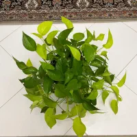 پتوس حصیری پتوس مرمری اسکاندیس غوره ای فلوریدا|گل و گیاه طبیعی|مشهد, دانشجو|دیوار