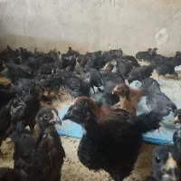 جوجه|حیوانات مزرعه|داراب, |دیوار