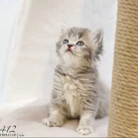 گربه اسکاتیش/بریتیش|گربه|تبریز, |دیوار