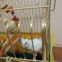 جفت عروس هلندی ‌کارداده