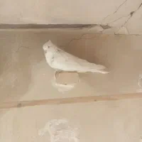 حرف ندارن|پرنده|دهلران, |دیوار