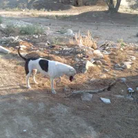 سگ دورگه ماده دو ساله پیتبول و دوگو|سگ|اهرم, |دیوار