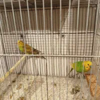 مرغ عشق|پرنده|گرگان, |دیوار