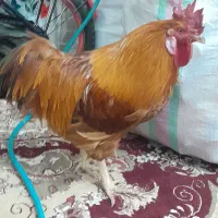 خروس جوان خوشکل