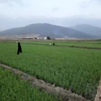 زمین-کشاورزی