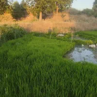 تیولکی برنج