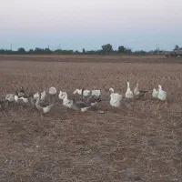 غاز نر یه سال به بالا