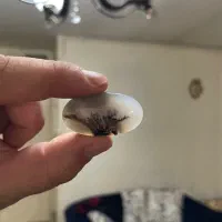 سنگ انگشتر شجر قائن کلکسیونی،عتیقه،باب طلا،معاوضه|جواهرات|تهران, تهرانسر شرقی|دیوار