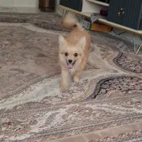 گمشده|حیوانات|نهاوند, |دیوار