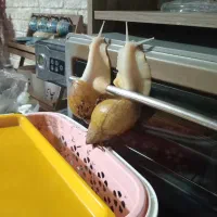 حلزون