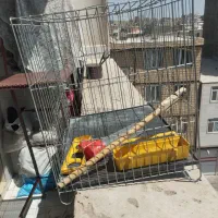 قفس پرنده|لوازم جانبی حیوانات|بهارستان, |دیوار