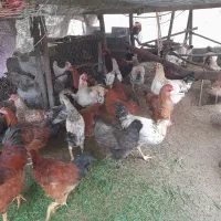 سلام تمام حیوانات با قیمت مناسب به فروش میرسد|حیوانات مزرعه|شلمان, |دیوار