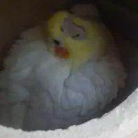 فروش دو عدد عروس هلندی|پرنده|بندرعباس, |دیوار