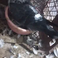 کبوتر یا کفتر