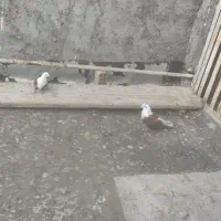 یه جفت کله سفید