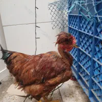 مرغ و خروس نژاد لهستانی