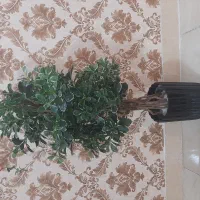 گل و گلدان مشابه طبیعی