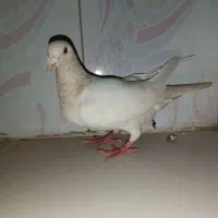 کبوتر معاوضه