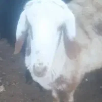 بره نر دورگ پلنگی  چینی دوقلو