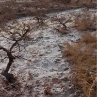 فروش-باغ-انگوری