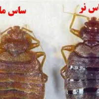 سمپاشی سوسک و ساس  با ضمانت کتبی