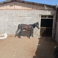 اسب|اسب و تجهیزات اسب‌سواری|اراک, |دیوار