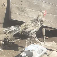 خروس لاری