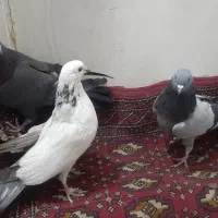 کبوتر پر|پرنده|شهرکرد, |دیوار