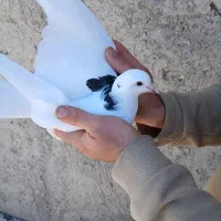 جوجه