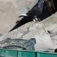 کفتر|پرنده|نیشابور, فیض آباد|دیوار