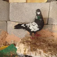 کبوتر بال قره