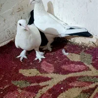 کبوتر عالی نقد ومعاوضه بامرغ عشق|پرنده|بمپور, |دیوار